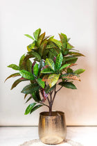 Croton Codiaeum Kunstplant (Wonderstruik) Everspring