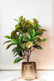 Croton Codiaeum Kunstplant (Wonderstruik) Everspring