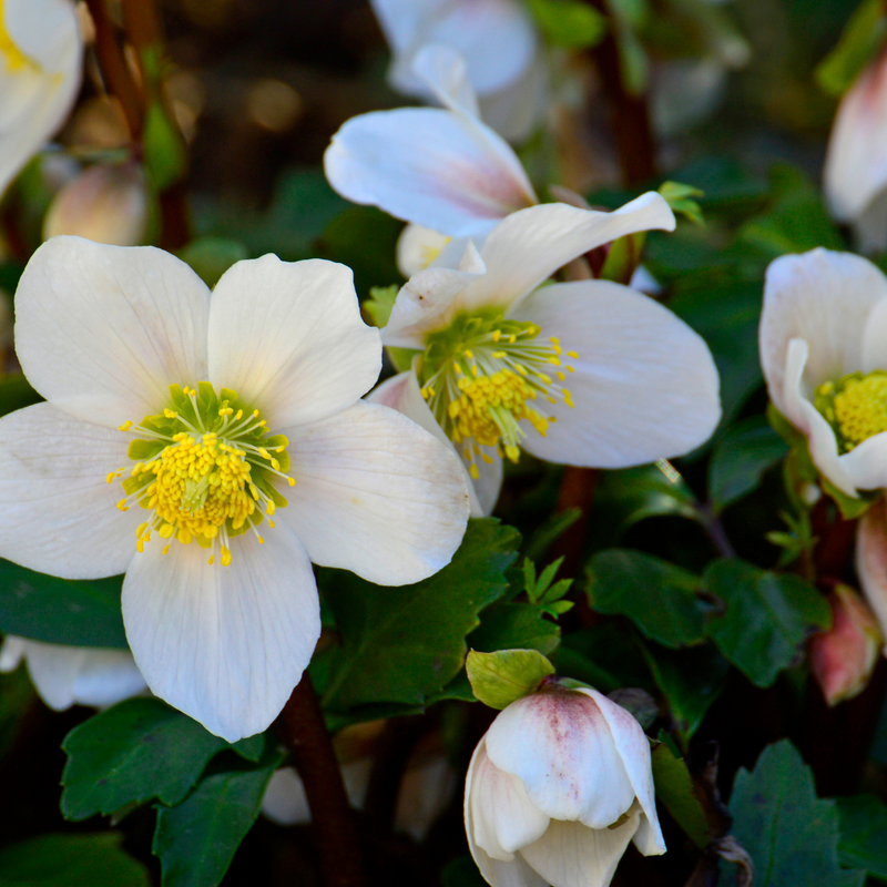 Helleborus niger ‘Christmas Carol’ – Set van 48 planten