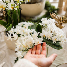 Kolibri Orchids | Witte orchidee Nazaré + Pearl sierpot Travertine