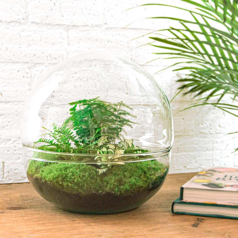 Dome XL Terrarium