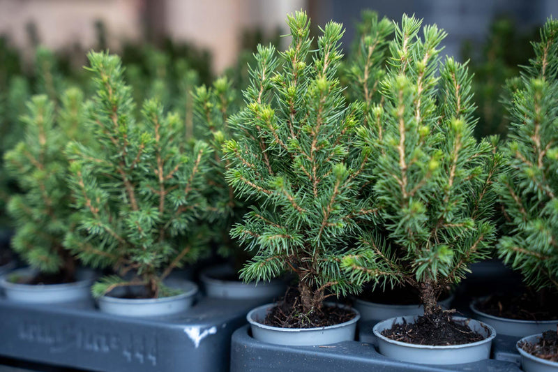 12x Mini-Kerstboom – Picea Glauca ‘Perfecta’