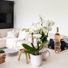 Kolibri Orchids | Gift Set Granada Roze – Orchidee Portugal + Succulent