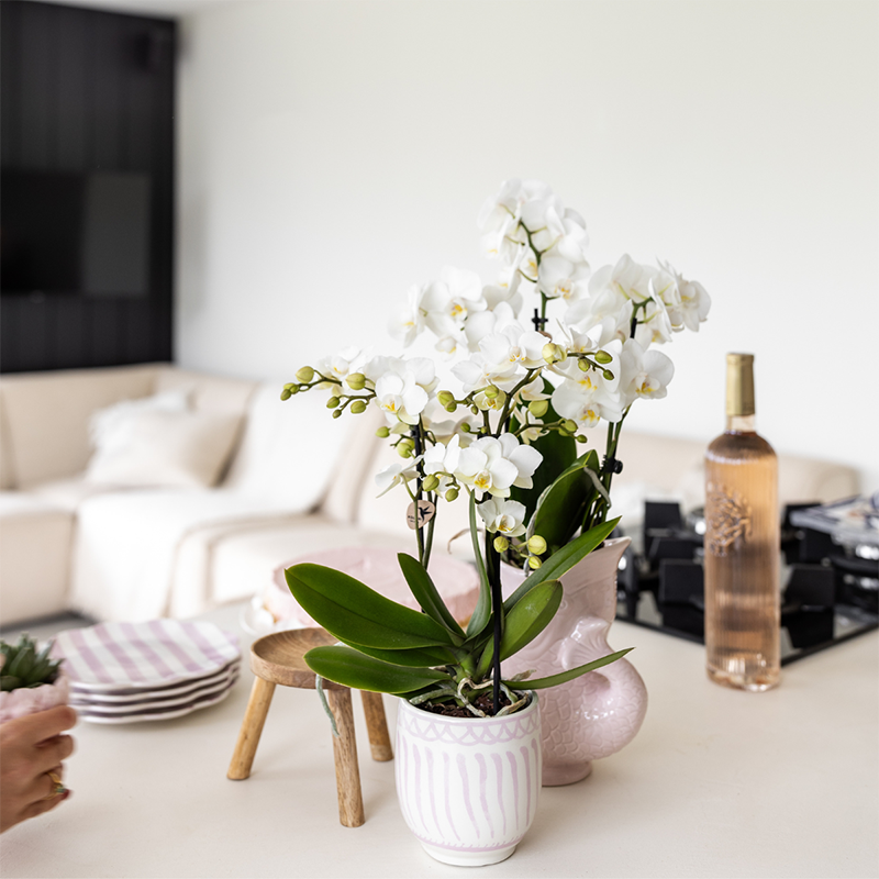 Kolibri Orchids | Gift Set Granada Roze – Orchidee Portugal + Succulent