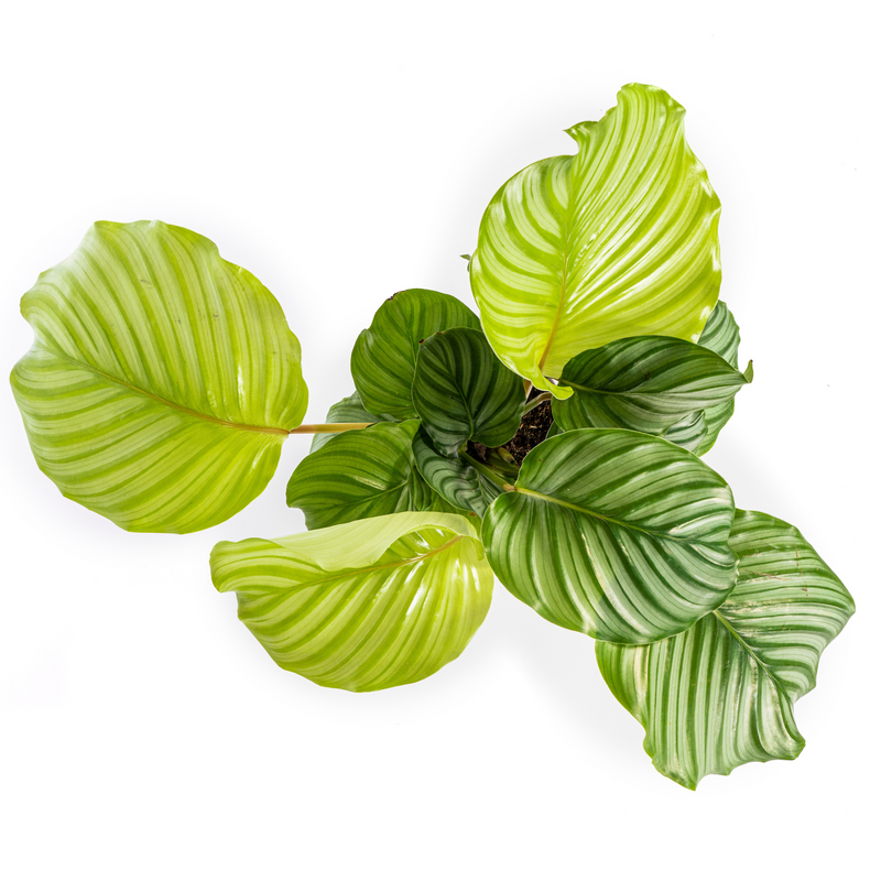 Calathea Orbifolia