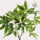kunst Pachira Aquatica (Geldboom) Everspring