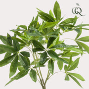 kunst Pachira Aquatica (Geldboom) Everspring