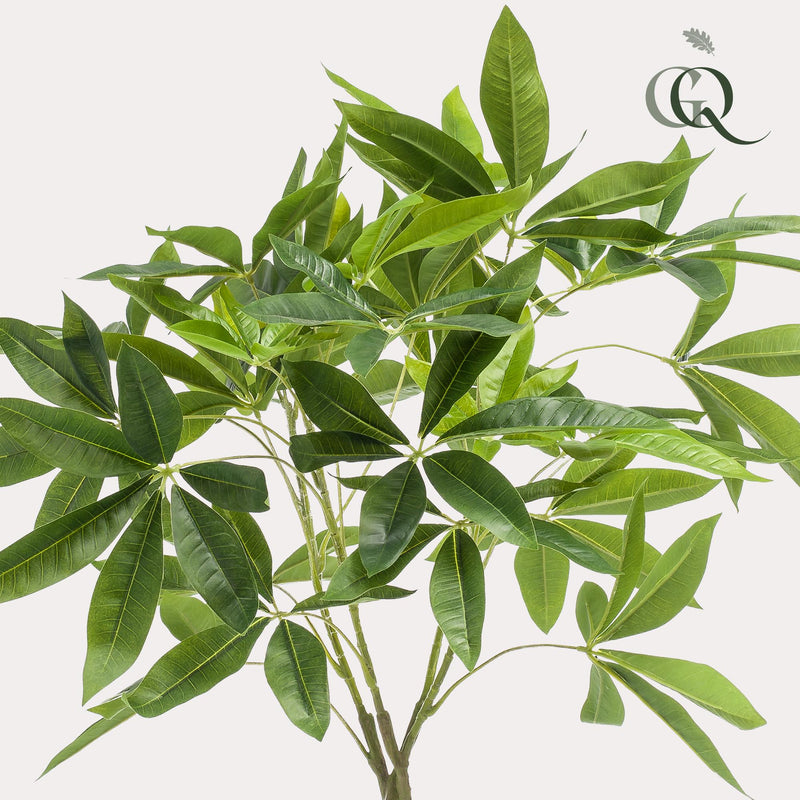 kunst Pachira Aquatica (Geldboom)