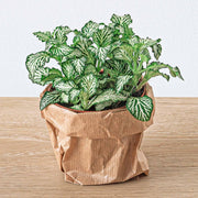 Planten terrarium pakket - Ficus Ginseng bonsai