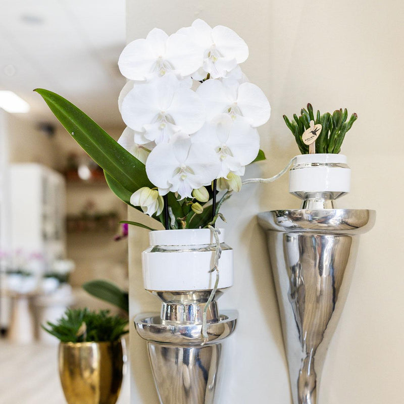 Succulenten set in Le Chic zilver – set van 2