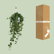 Hedera Helix ‘Pitsburg’ – Hang / XXL Everspring