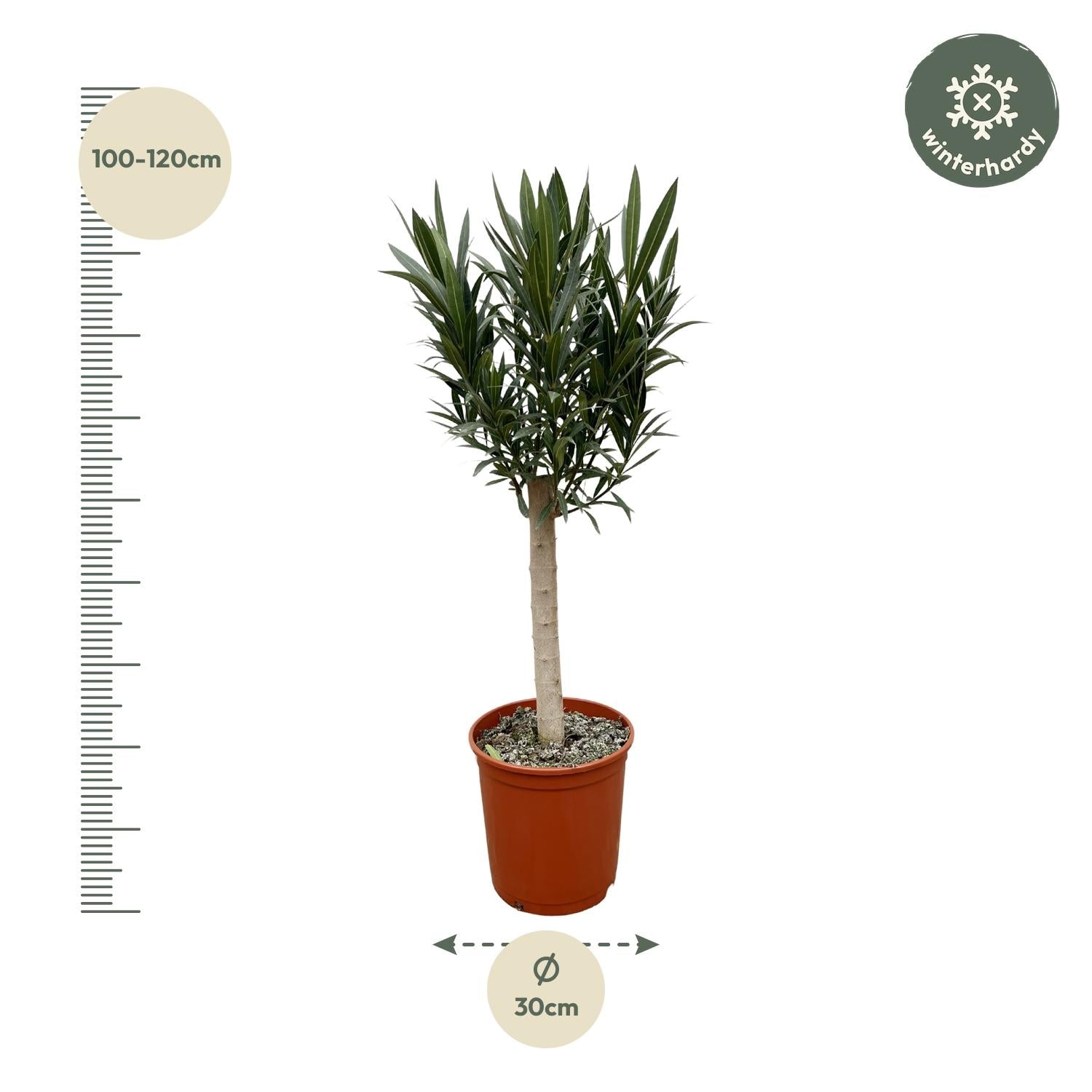 Nerium Oleander op stam met rode bloem