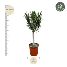 Nerium Oleander op stam met rode bloem