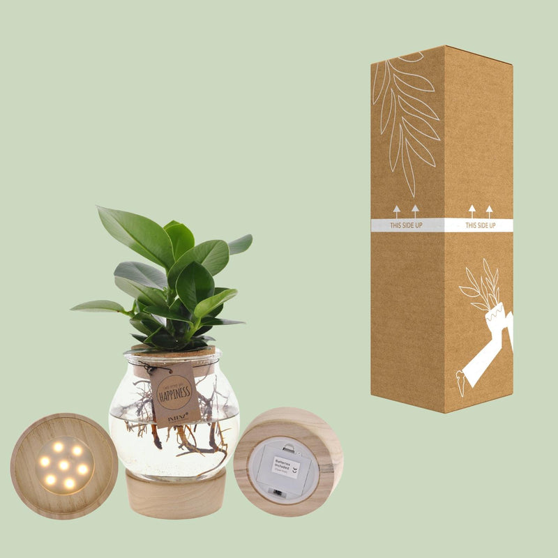 Clusia in Bolglas + Klikkurk + LED