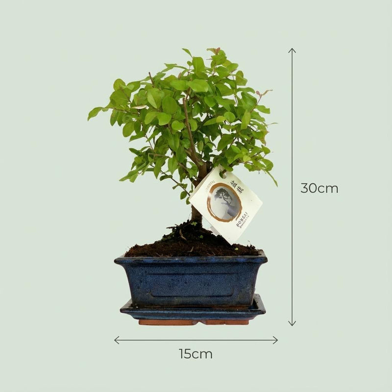 Bonsai Bolvorm Boom – 2 Stuks