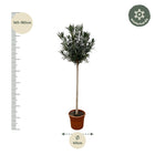 Nerium Oleander op stam met witte bloem