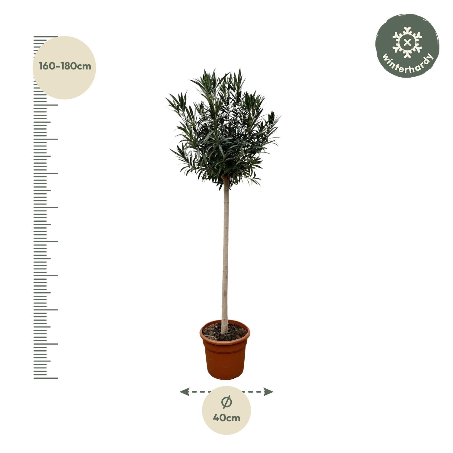 Nerium Oleander op stam met witte bloem
