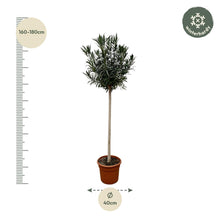 Nerium Oleander op stam met witte bloem