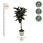 Ficus Elastica Robusta stam