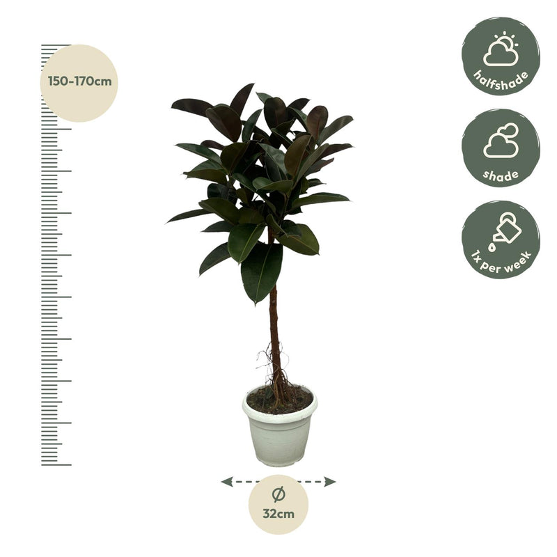 Ficus Elastica Robusta stam