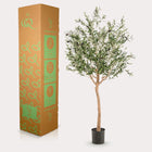 Kunst Olijfboom (Olea europaea) Everspring