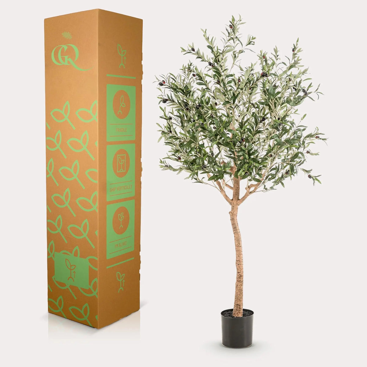 Kunst Olijfboom (Olea europaea) Everspring