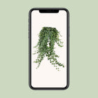 Hedera Helix ‘Pitsburg’ – Hang / XXL