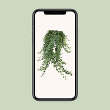 Hedera Helix ‘Pitsburg’ – Hang / XXL