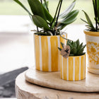 Gift Set Mediterranean Sunset – Witte Phalaenopsis Lausanne & Succulenten Everspring