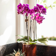 Kolibri Orchids Paarse Phalaenopsis Morelia