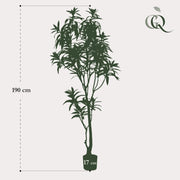 Dracaena Kunstplant (Drakenboom) Everspring