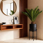 Cycas revoluta (Palmvaren)