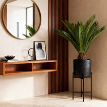 Cycas revoluta (Palmvaren)