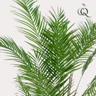 Areca Lutescens Kunstplant (Goudpalm) Everspring