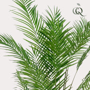 Areca Lutescens Kunstplant (Goudpalm) Everspring
