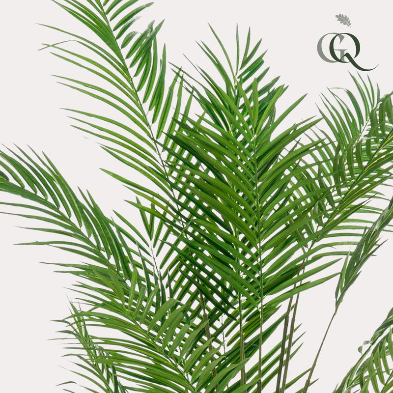 Areca Lutescens Kunstplant (Goudpalm)