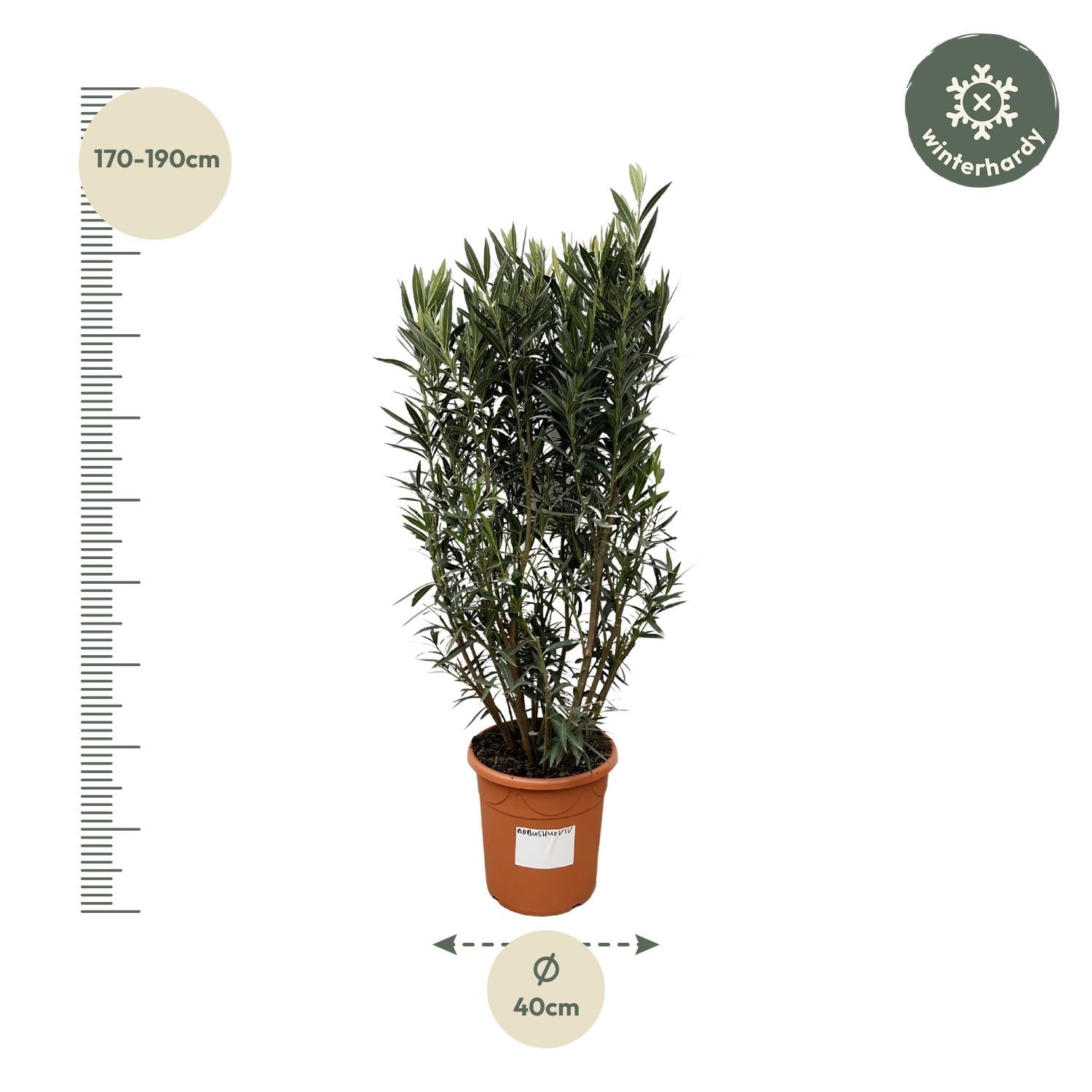 Nerium Oleander struik