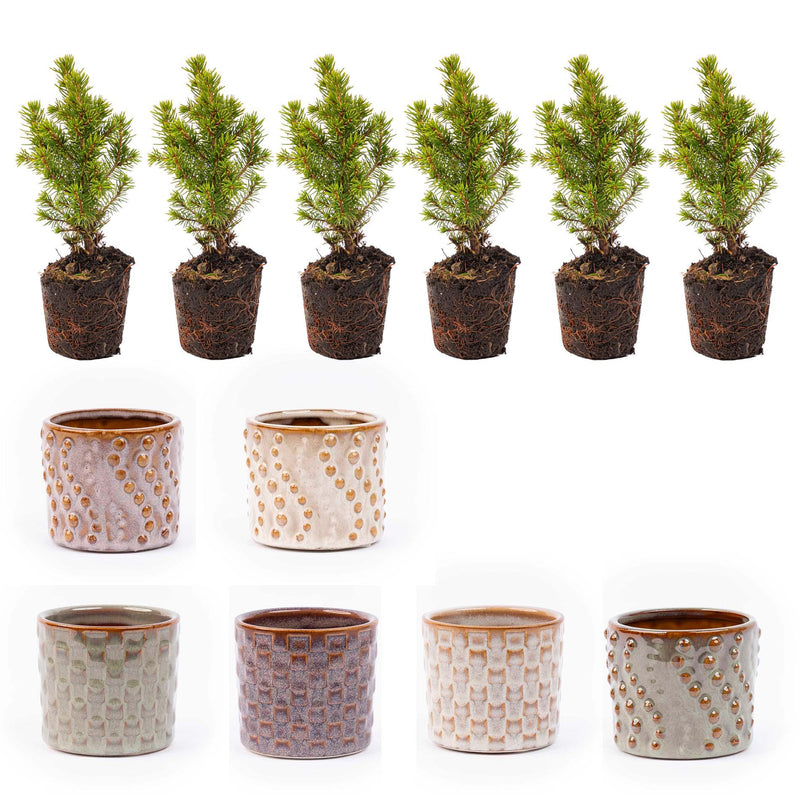 Mini-kerstboom set 6 – Pot Madrid