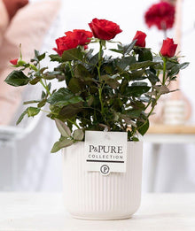 Rosa Red in P&PURE Sophie Ceramics White