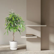 Ficus Amstel King gevlochten stam Everspring