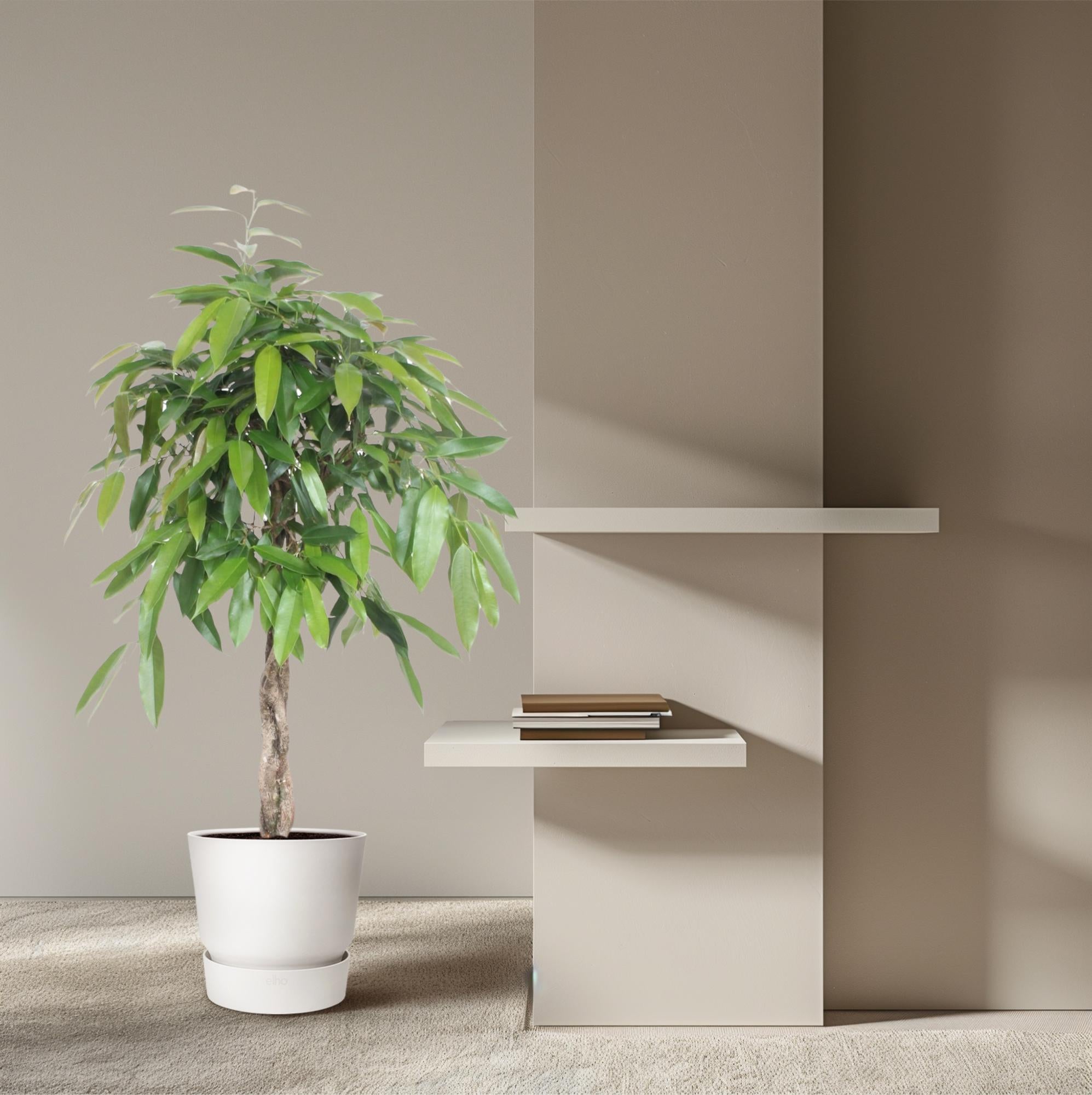 Ficus Amstel King gevlochten stam
