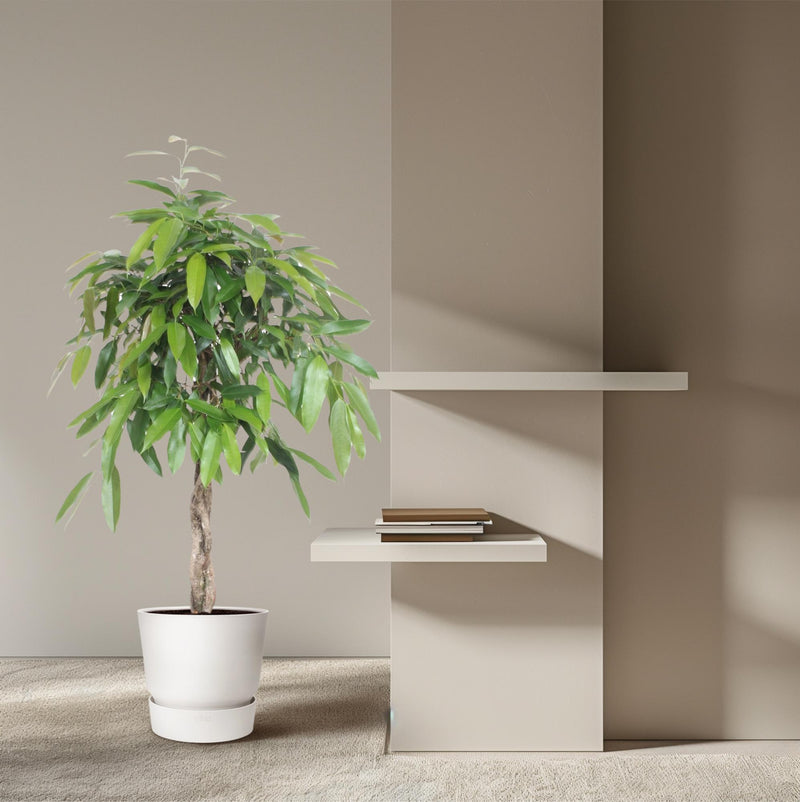 Ficus Amstel King gevlochten stam