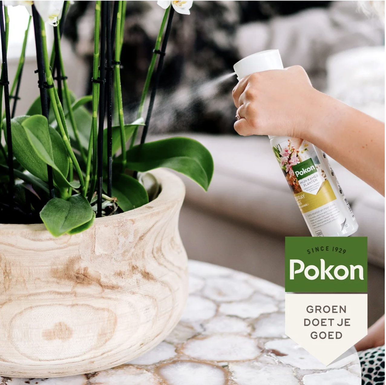 Pokon Powerspray Orchidee – 300ML
