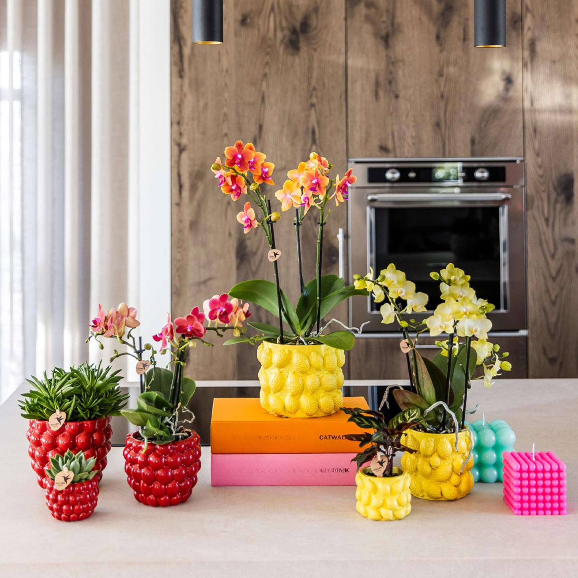 Kolibri Orchids – Rode Phalaenopsis Congo in Berry sierpot