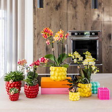 Kolibri Orchids – Rode Phalaenopsis Congo in Berry sierpot