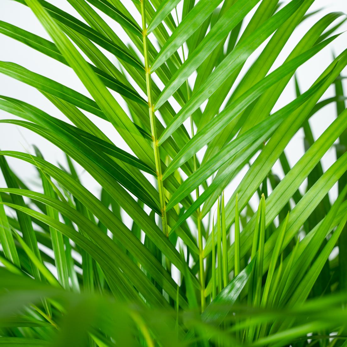 Areca palm