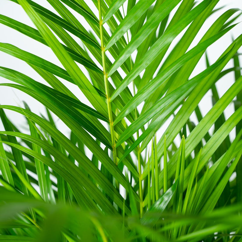 Areca palm