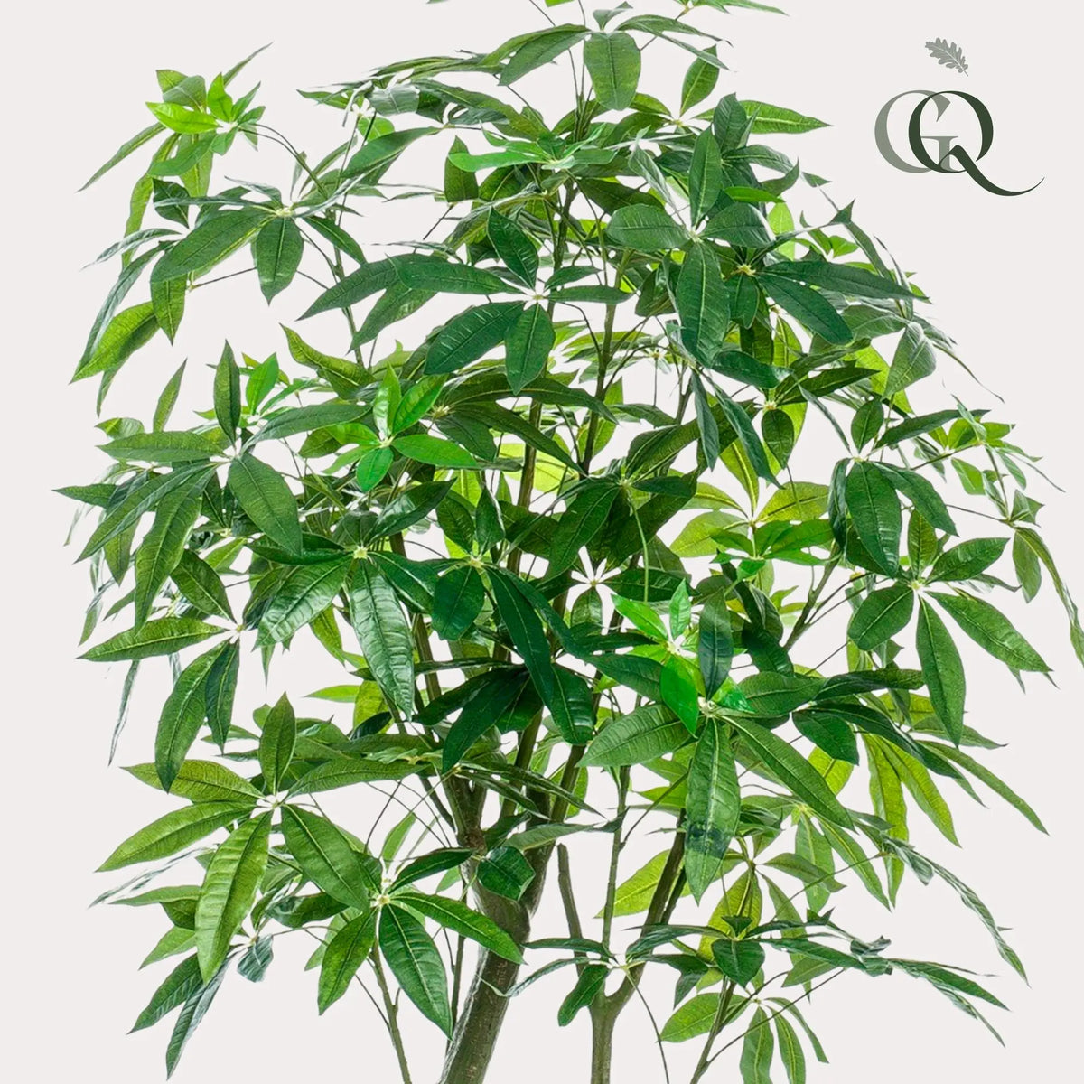 Pachira Aquatica Kunstplant (Geldboom) Everspring
