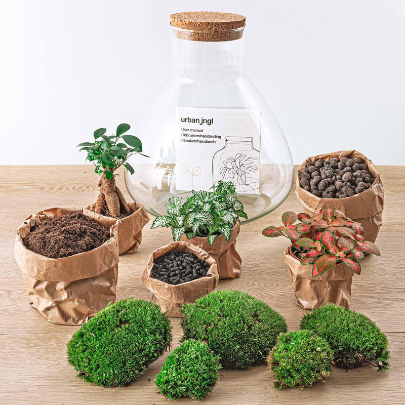 Sam XL Bonsai Terrarium