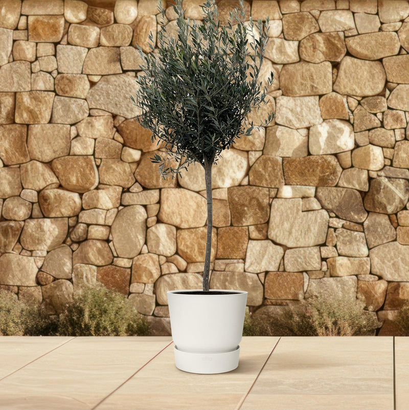 Olea Europaea op stam